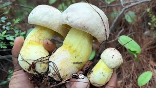 云南小伙和表弟一起到大山里捡野生菌，品质杠杠的白葱收获颇丰