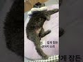 뽁뽁뽁뽁 깊게 잠든 강아지 소리켜고 들어보세요~