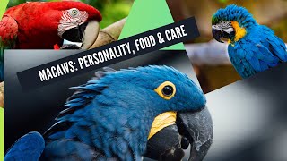 Macaws | difference between macaw and parrot