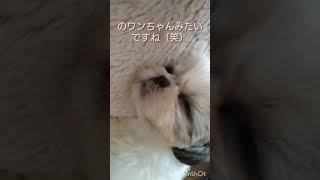 半目で寝るシーズーの子犬