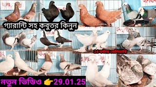 সম্পূর্ণ নতুন ভিডিও/খুবই অল্প ও পাইকারি দামে কবুতর কিনুন/২৪ ঘন্টা ৬৪ জেলার ডেলিভারির সুবিধা #কবুতর