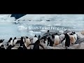 The Brush-Tailed Penguins of Antarctica - Albatros Expeditions