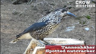 Tannenhäher close up II (Spotted nutcracker)