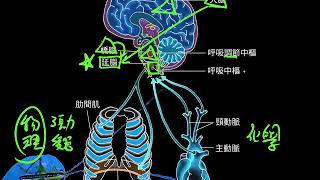 10601高三選修生物ch7 1 14人體呼吸運動的調節三廉