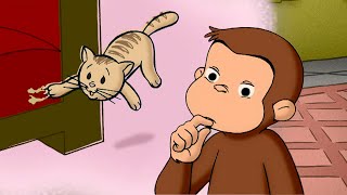 The Mystery Cat Scratches 🐵 Curious George | Animal Friends