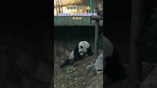 萌哒哒坑爹的一天 #一方水土养一方熊猫 #panda #大熊猫 #cute #熊