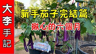 【園藝種植】新手茄子完結篇 ~ 揪心的六個月.