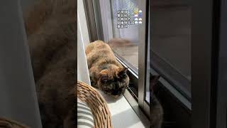 サビ猫 天気予報 20220615 Tortoiseshell cat Weather