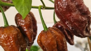 NUNCA mais compre PIMENTA CAROLINA REAPER(VEJA ISSO)