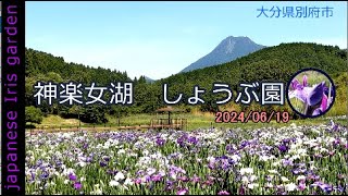 【別府市観光】神楽女湖（かぐらめこ）・しょうぶ園では花しょうぶが満開