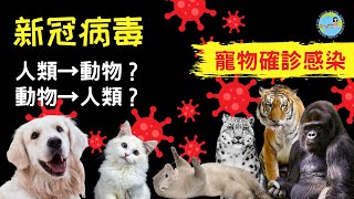 新冠病毒 | 超過1700,0000隻動物死於這場疫情！| 不可思議！動物有感染風險？|