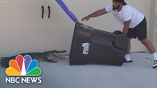 WATCH: Florida Man Captures Alligator In Trash Bin