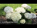 top 5 most gorgeous dwarf hydrangeas naturehills com