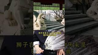 大门口摆放石狮子有何寓意？咨询加微信：qcmlzx #易学智慧  #传统文化