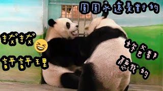 圓寶拿到窩窩頭，圓圓靠近要搶，圓寶一直抵抗|熊貓貓熊The Giant Panda Yuan Yuan and Yuan Bao|台北市立動物園