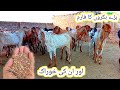 bade bakaron ka kamyab farm | aur inki khurak | Bakra farm Hasilpur |23 Aug 2024 |gillani goat farm