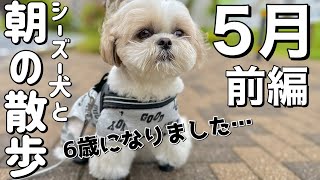 【ルーティン】6歳になったもふもふシーズー犬の元気なお散歩（2022年5月前編）/ Shih Tzu takes a walk every morning in May.