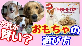 【犬の知育おもちゃ】こんな使い方あり？頭脳勝負の応用編