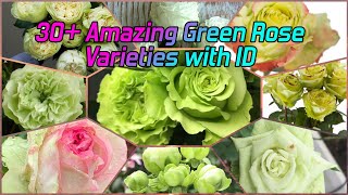 135 - 30+ GREEN ROSE VARIETIES || With Rose Id || La Perla, Blanchett, Lemon Pie | Around the world