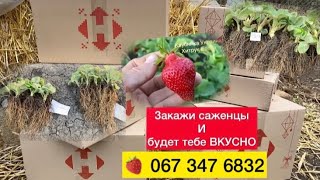 Саженцы🍓Клубники Почтой по Украине//Упаковка рассады клубники//Купить клубнику от производителя