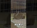 眠気と戦ううさぎさん