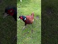 pheasant eating peanuts 🥜 nature bird