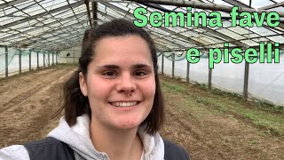 Semina FAVE e PISELLI metodo per accelerare la GERMINAZIONE!!