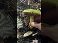 Mushroom ASMR: Bolete Taps and Snaps (So Satisfying)