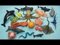 marine world exploration seahorse puffer fish tang fish eel fish dolphin shark starfish