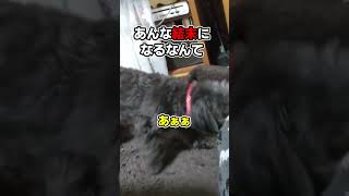 【悲報】せっかく盛り上がってたのに…#shorts #shortsvideo  #プーチー #チワプー #dog