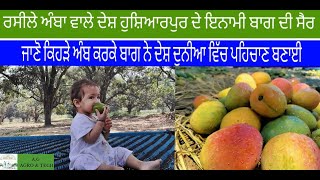 Inami Bagh Hoshiarpur || India's Famous Mango Farm || Desi Amb || Hoshiarpur || Punjab