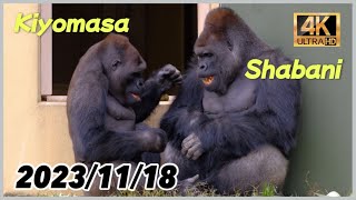 しつこくシャバーニに挑むキヨマサ！それでも平和な一日 〜 2023/11/18 土曜日【東山動物園】