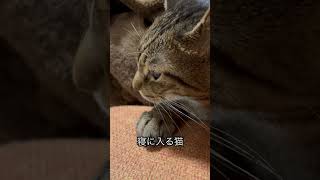 人の隣で寝てしまう#猫 #野良猫から家猫へ #猫のいる暮らし #近距離ねこ #こんぱち