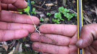 How to propagate hellebores