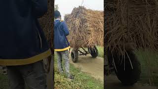 শীতের মধ্যে থেমে নেই পরিশ্রমী মানুষেরা। #vlog #jomuna #river #nature #villageriver #news #funny ।