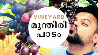 Vineyard |MSR grape plantation Tamilnadu |മുന്തിരി പറിക്കാൻ പാടില്ല 😁