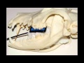 Standard Canine Dental Radiography