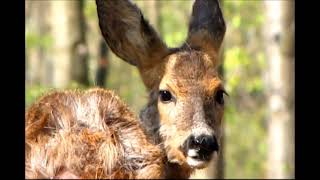 Geoffroy Delorme: Leben unter Rehen. Sieben Jahre in der Wildnis