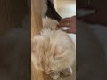 パパに撫でられてうっとりする猫