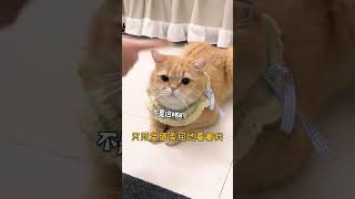 【TIKTOK 抖音】这猫除了会做饭竟然还会做橘子饮料_太萌太可爱啦___萌宠_猫咪_搞怪_宠物_铲屎官_会做饭的猫_(5)