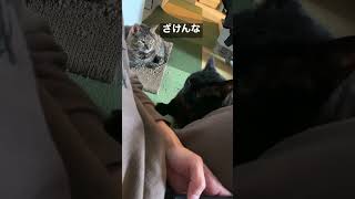 夫がインスタで他の猫を見てたら、飼い猫が嫉妬してるの可愛すぎる。