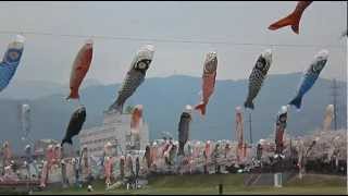 こいのぼり　Cherry blossoms and carp streamer