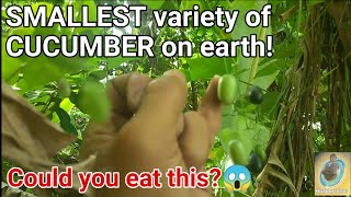 Watch. Smallest cucumber variety in the Philippines.