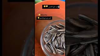 طريقه زراعة دوار الشمس او تباع الشمس 🔥#زراعة #زراعة_الأسطح