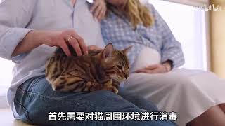 猫癣是什么？猫为什么会得猫癣？得了猫癣该如何治疗