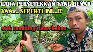 PENYETEKKAN TUNAS KAKAO HASIL NYA TER UJI