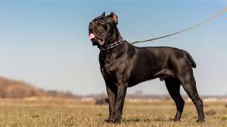 كلب كين كورسو ( الماستيف الايطالي )Cane Corso