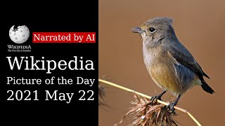 Wikipedia Picture of the Day: 2021-05-22 - Pied bush chat (Narrated by Amy)