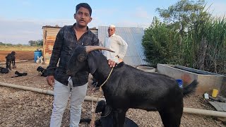 Osmanabadi Goat Farming Osmanabad | Master Usman Goat Farm.