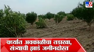 Wardha Orange Crop Damage | वर्धामध्ये अवकाळीमुळे संत्रा पिकाचं नुकसान, 40 झाडे उन्मळून पडली